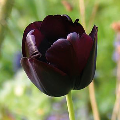 Tulipa 'Queen of Night' - Königliche Gartenakademie