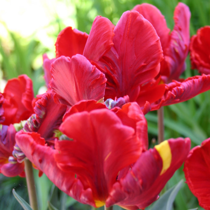 Tulipa 'Rococo' - Königliche Gartenakademie