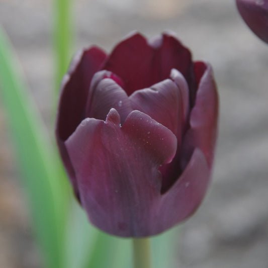 Tulipa 'Ronaldo' - Königliche Gartenakademie