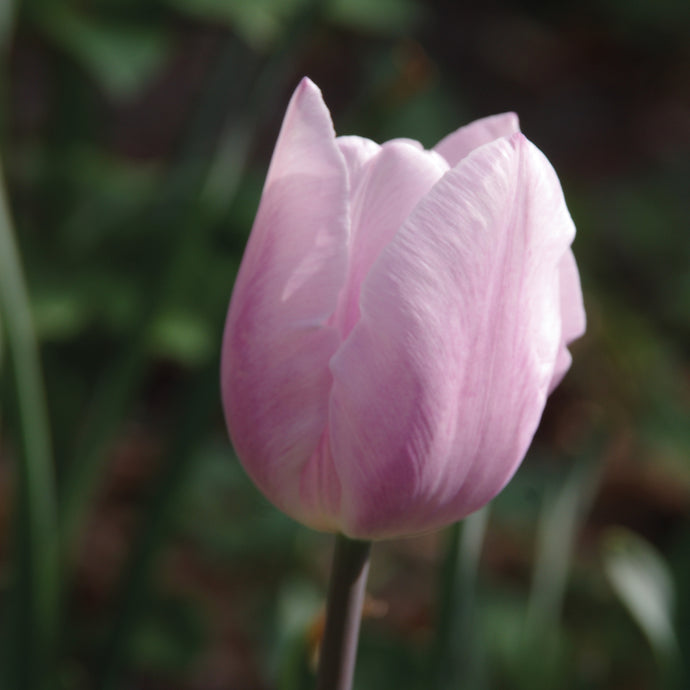 Tulipa 'Silver Cloud' - Königliche Gartenakademie