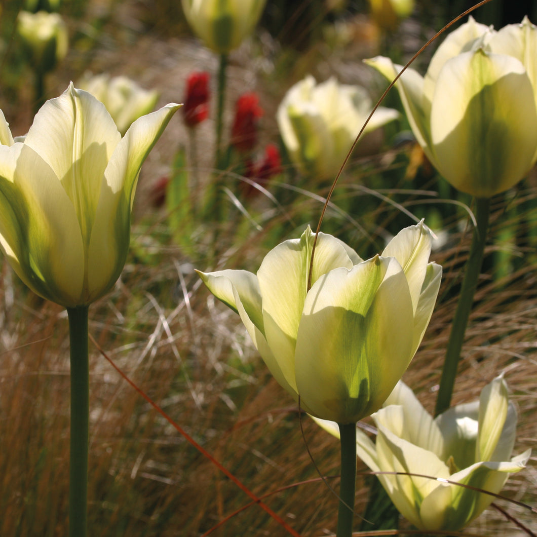Tulipa 'Spring Green' - Königliche Gartenakademie