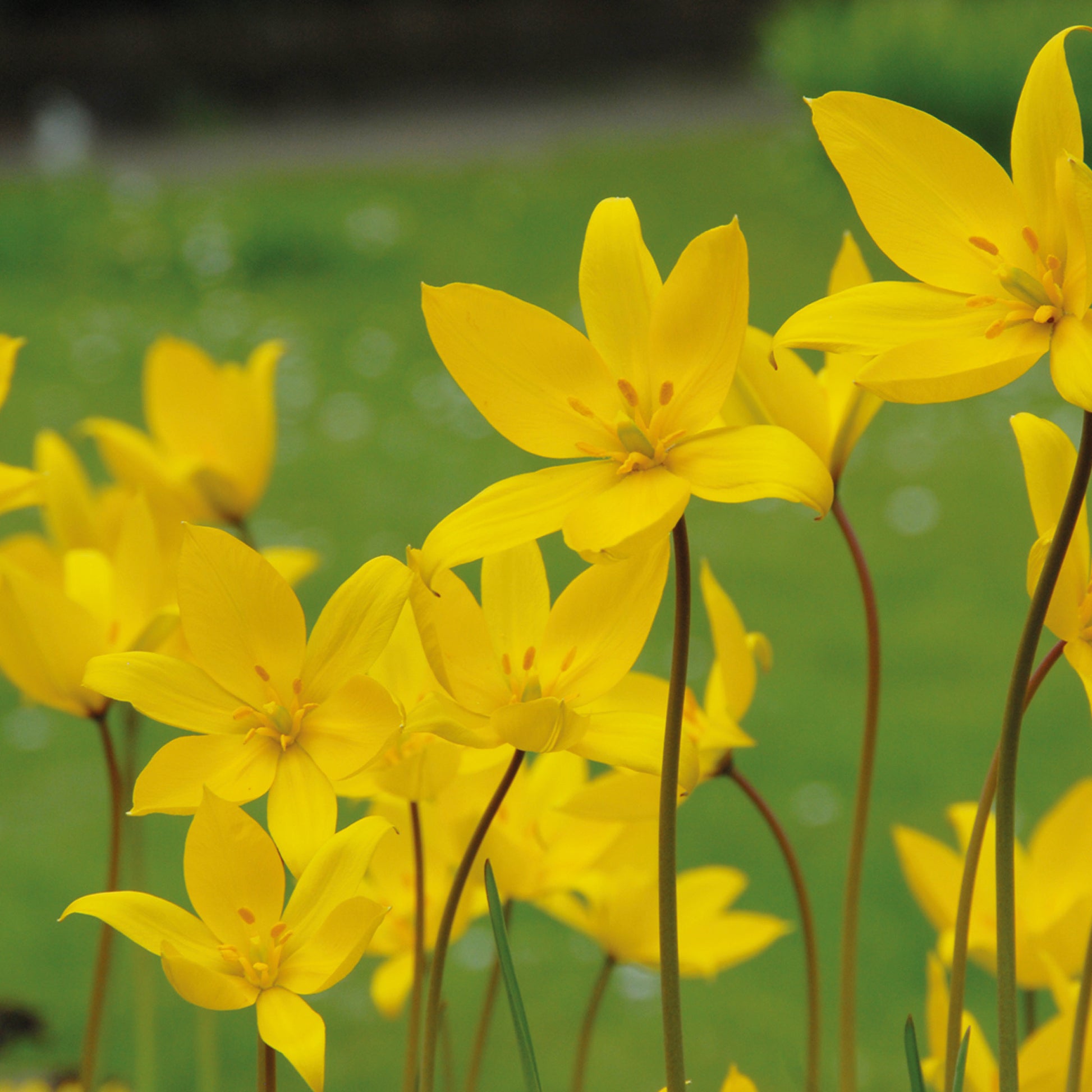 Tulipa sylvestris - Königliche Gartenakademie