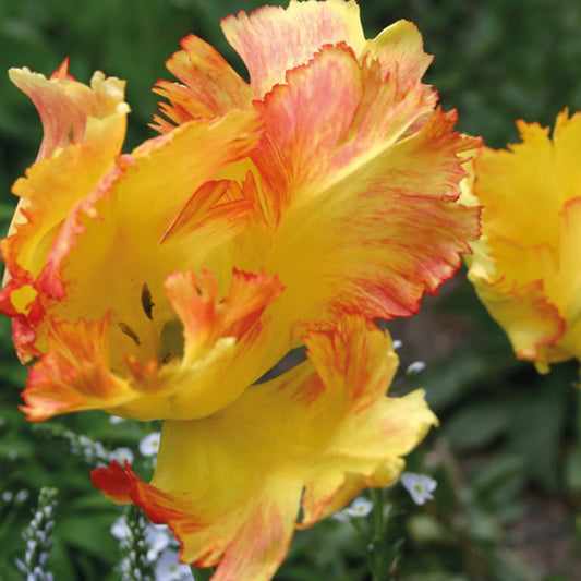 Tulipa 'Texas Gold' - Königliche Gartenakademie