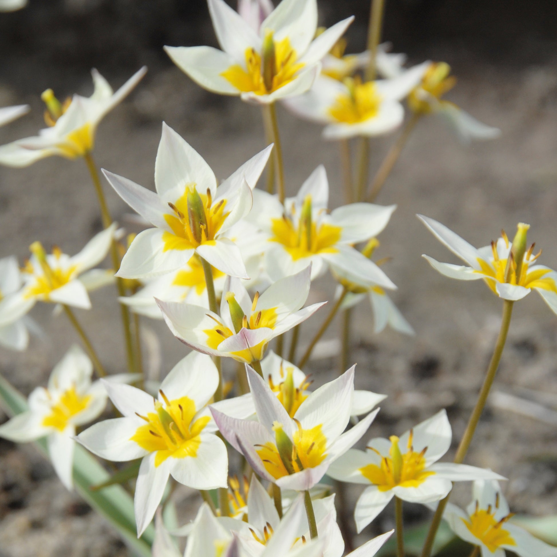 Tulipa turkestanica - Königliche Gartenakademie