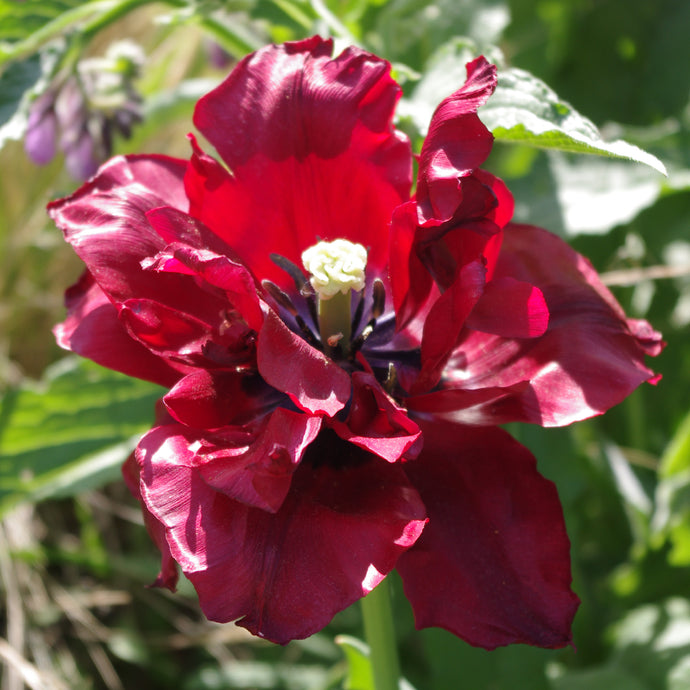 Tulipa 'Uncle Tom' - Königliche Gartenakademie