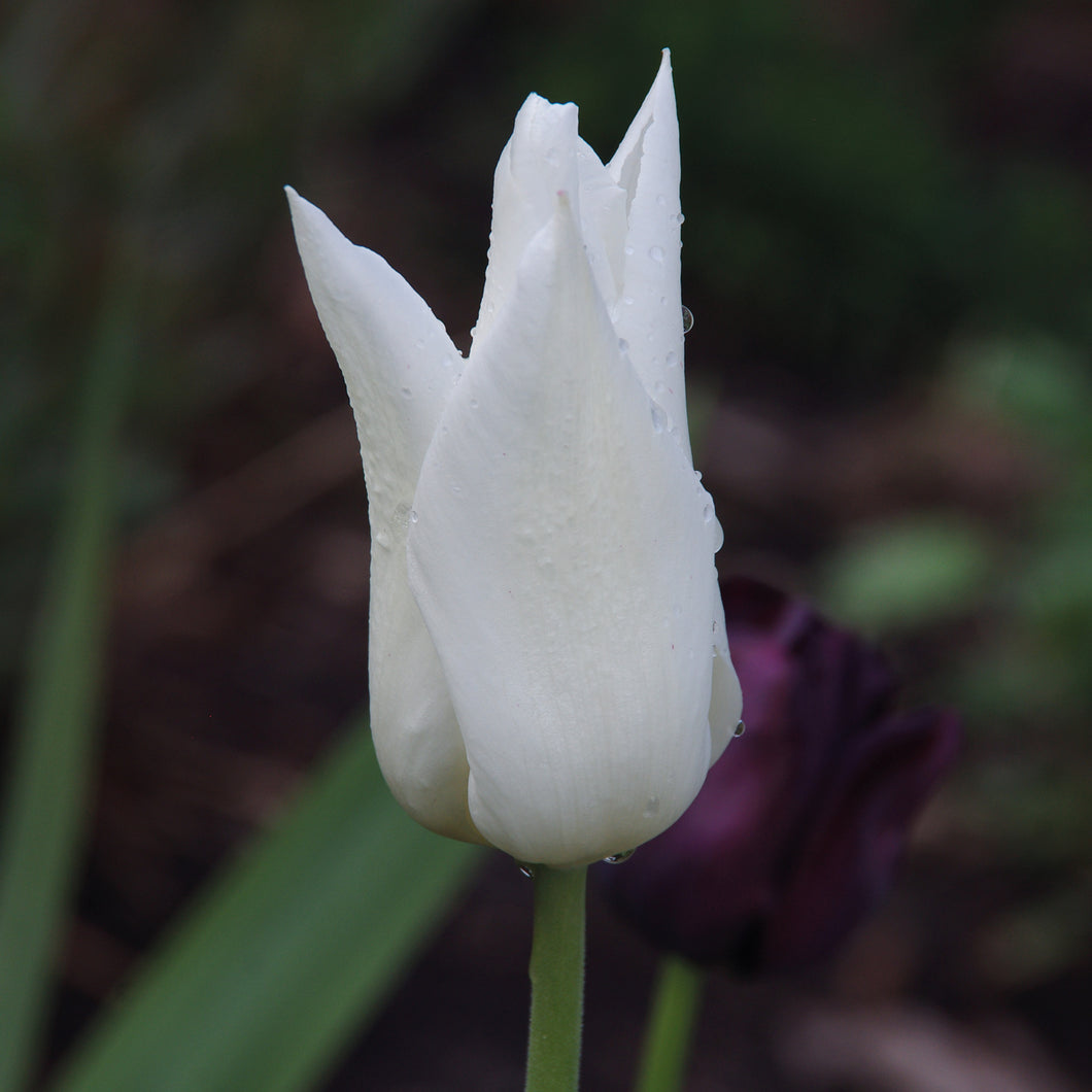 Tulipa 'White Triumphator' - Königliche Gartenakademie