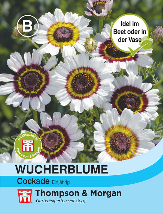 Wucherblume Cockade - Königliche Gartenakademie