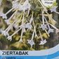Ziertabak sylvestris - Königliche Gartenakademie