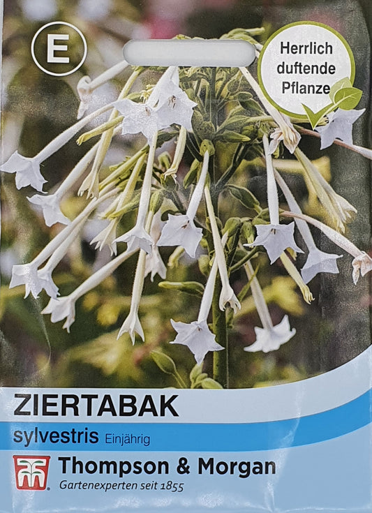 Ziertabak sylvestris - Königliche Gartenakademie
