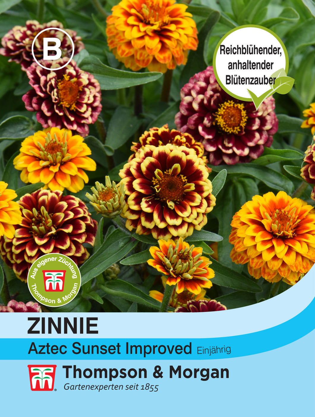 Zinnie Aztec Sunset Improved - Königliche Gartenakademie