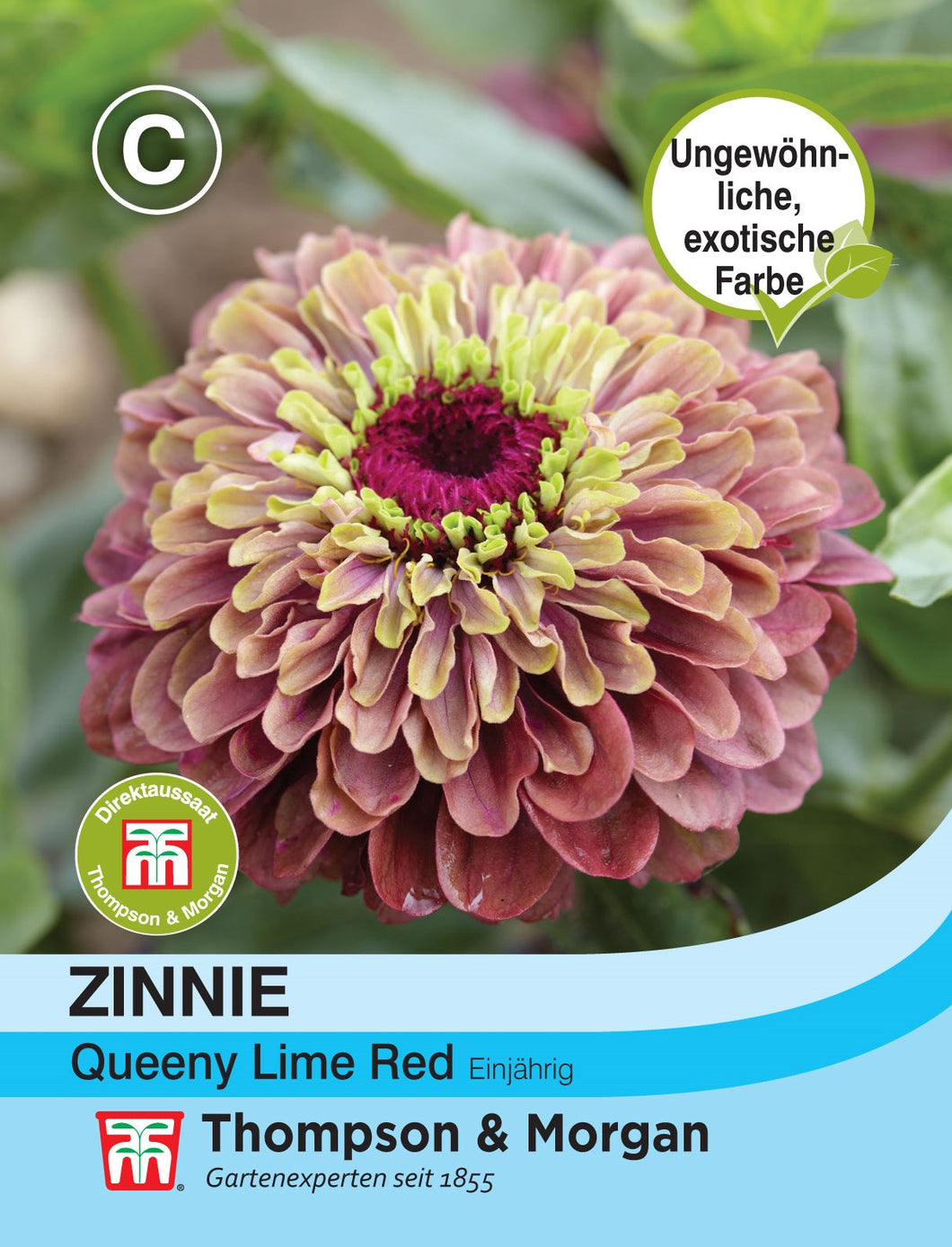 Zinnie Queeny Lime Red - Königliche Gartenakademie