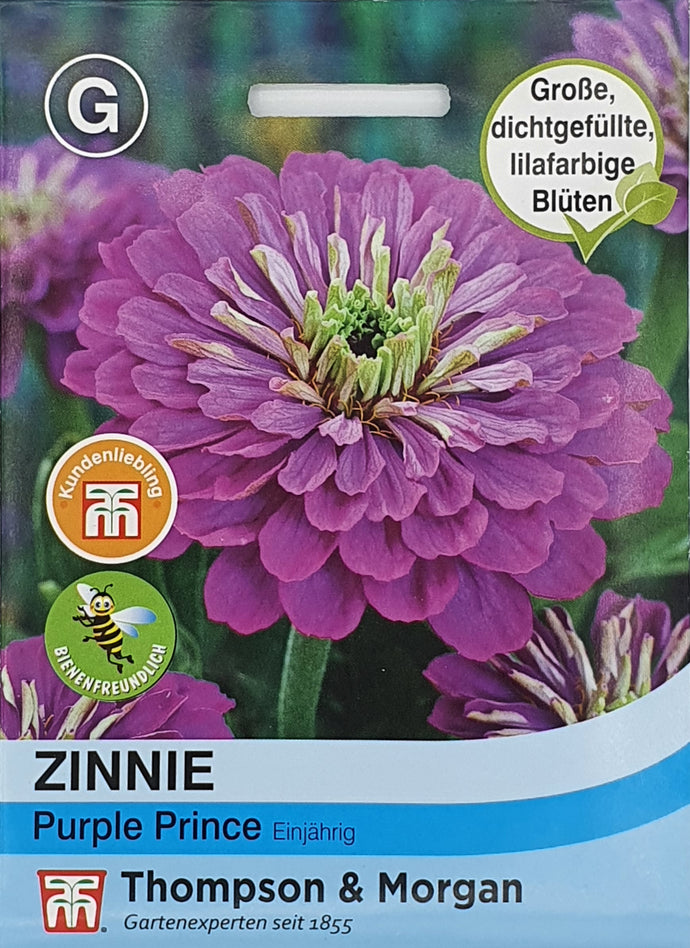 Zinnie Purple Prince - Königliche Gartenakademie