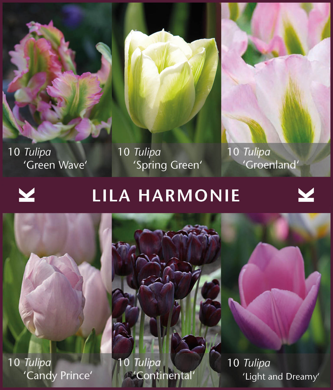 Lila Harmonie