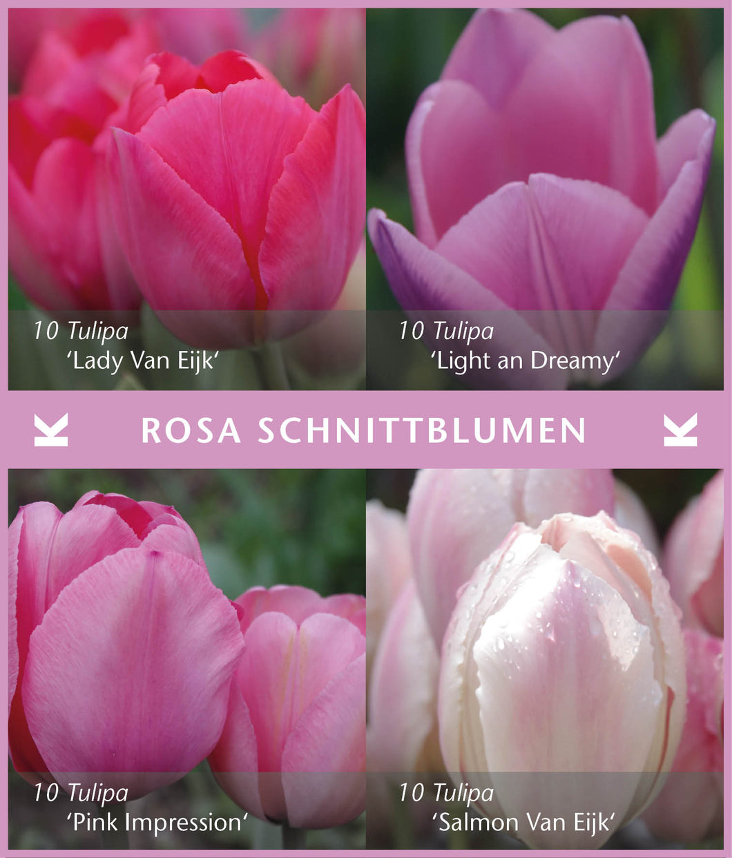 Zwiebelmischung - Rosa Schnittblumen