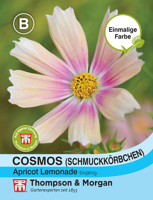 Schmuckkörbchen Apricot Lemonade (Cosmos) - Königliche Gartenakademie