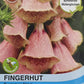 Fingerhut Summer King - Königliche Gartenakademie