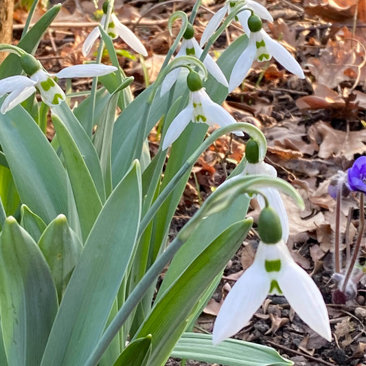 Galanthus elwesii - Königliche Gartenakademie