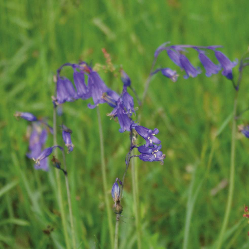 Hyacinthoides non-scripta - Königliche Gartenakademie