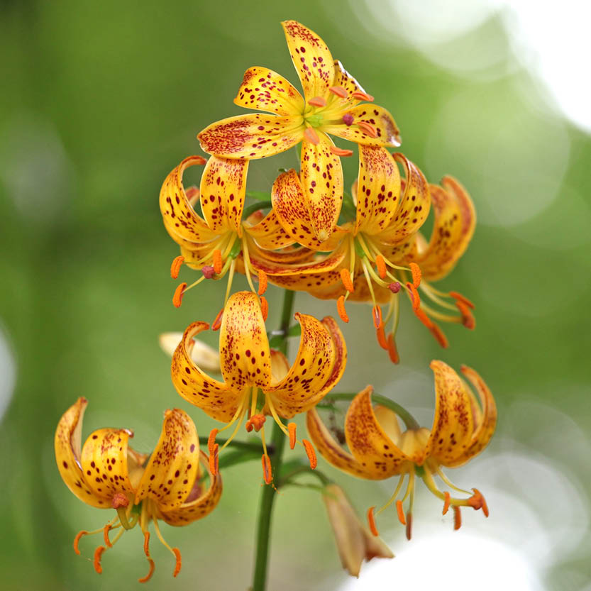 Lilium martagon 'Sunny morning'