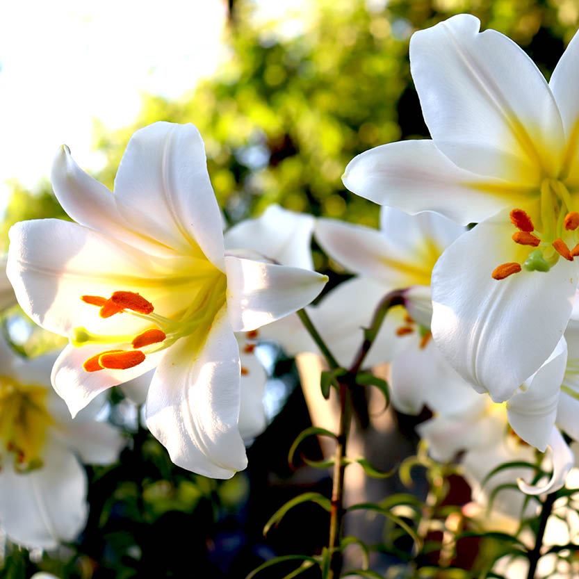 Lilium regale 'Album'