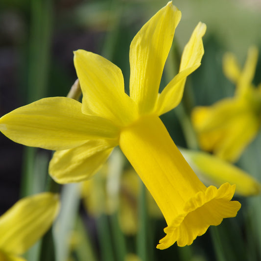 Narcissus 'Peeping Tom' - Königliche Gartenakademie