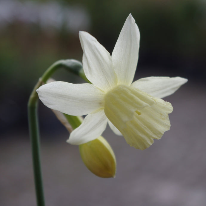 Narcissus 'Elka' - Königliche Gartenakademie