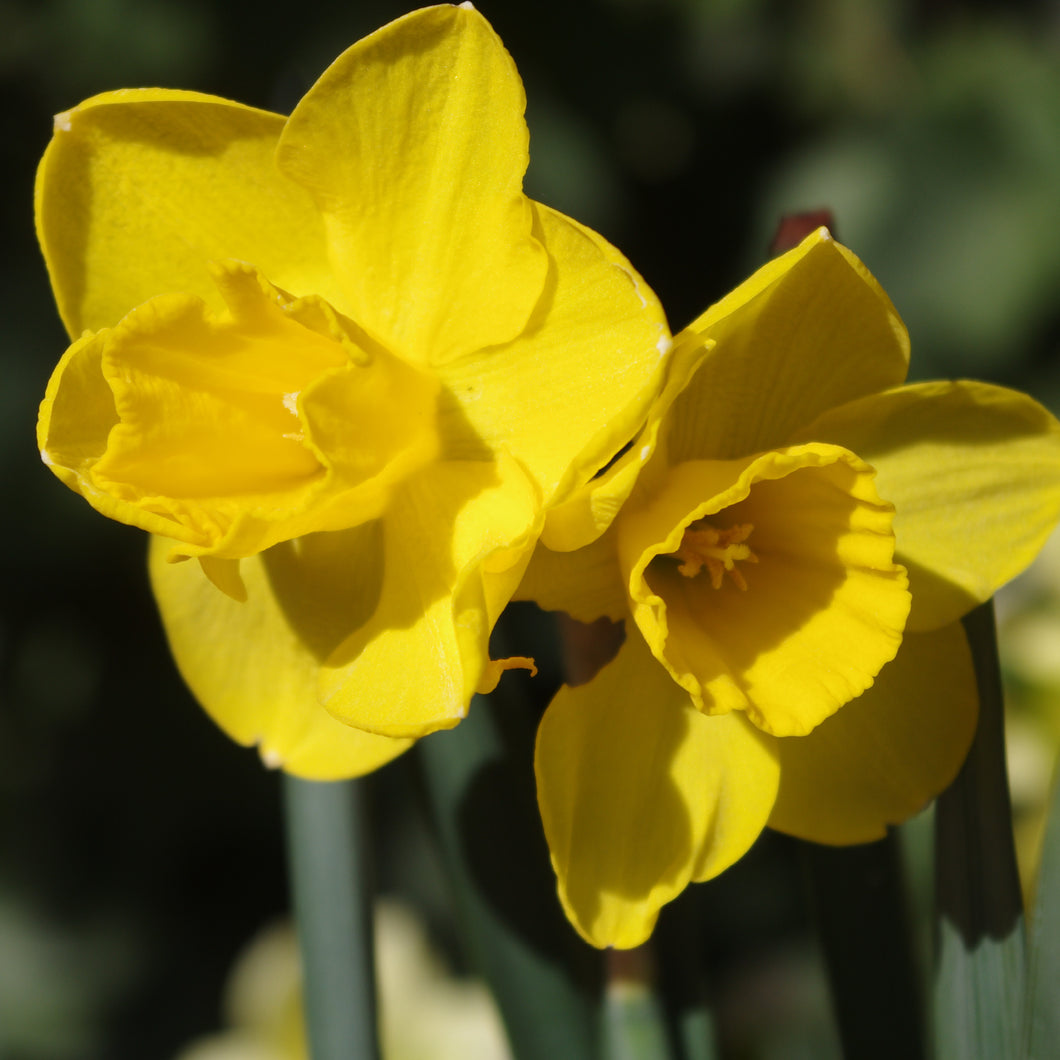 Narcissus 'Orange Queen' - Königliche Gartenakademie