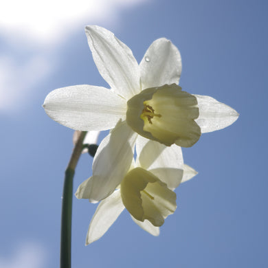 Narcissus 'Thalia' - Königliche Gartenakademie