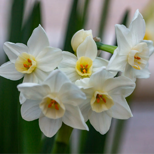 Weijers Narcissus taz. Ziva' Weiße Tazetta-Narzisse: weiße Blüten mit hellgelber Mitte und orangefarbenen Staubgefäßen, stark duftende Winterblüten vor grünem Laub.