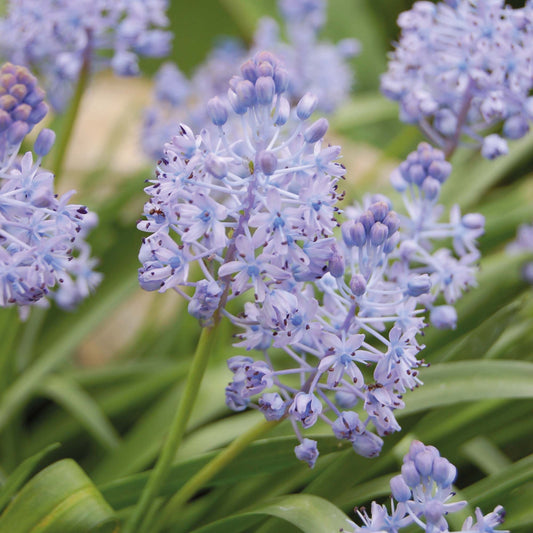 Scilla litardierie - Königliche Gartenakademie
