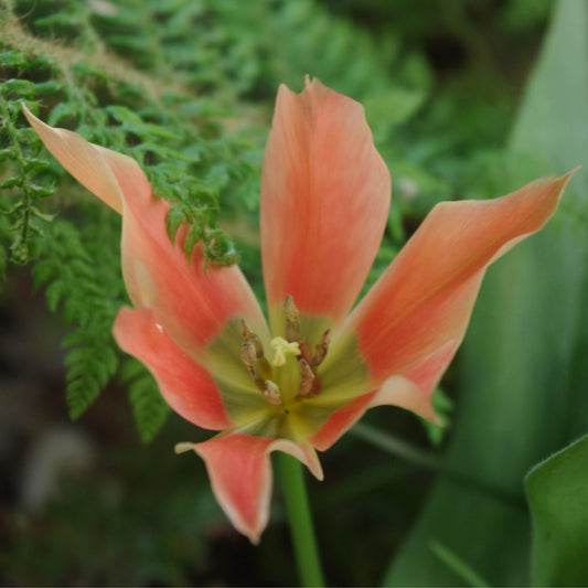 Tulipa batalinii Salmon Gem - Königliche Gartenakademie