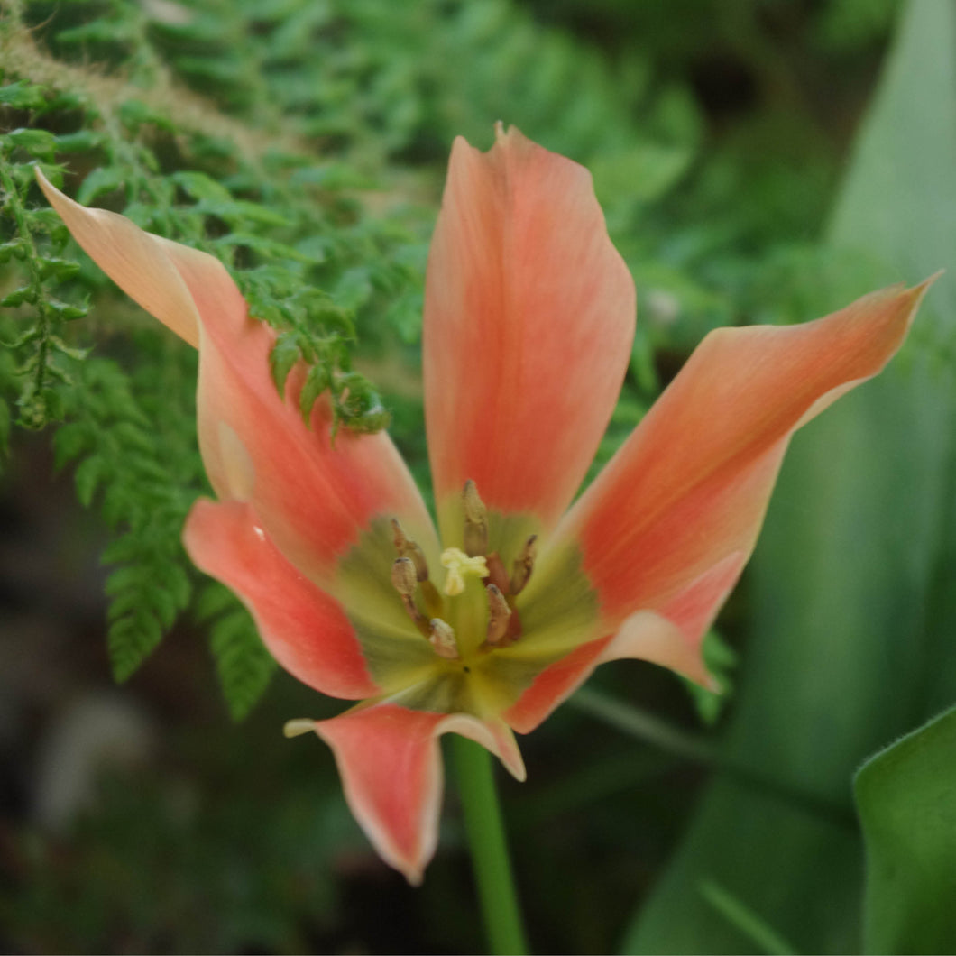 Tulipa batalinii Salmon Gem - Königliche Gartenakademie