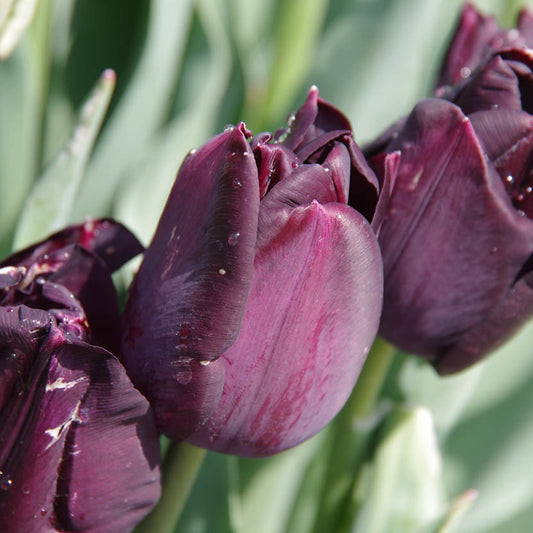 Nahaufnahme von Weijers Tulipa 'Paul Scherer' Triumph-Tulpe, 50 cm hoch, mit Tautropfen auf den Blütenblättern und grünen Blättern in weichem natürlichem Licht.
