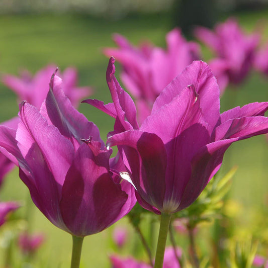 Nahaufnahme von zwei magentafarbenen Tulipa 'Yume no Murasaki' (früher 'Purple Dream') Lilienblütige Tulpen von Weijers in voller Blüte, mit spitzen Blütenblättern und verschwommenen Tulpen und grünem Gras im Sonnenlicht während der Blütezeit im Mai.