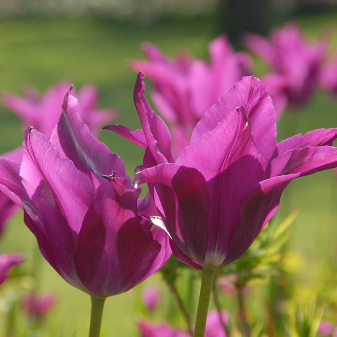Tulipa 'Yume no Murasaki' (ehemals 'Purple Dream')