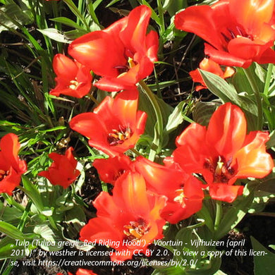 Tulipa Red Riding Hood - Königliche Gartenakademie
