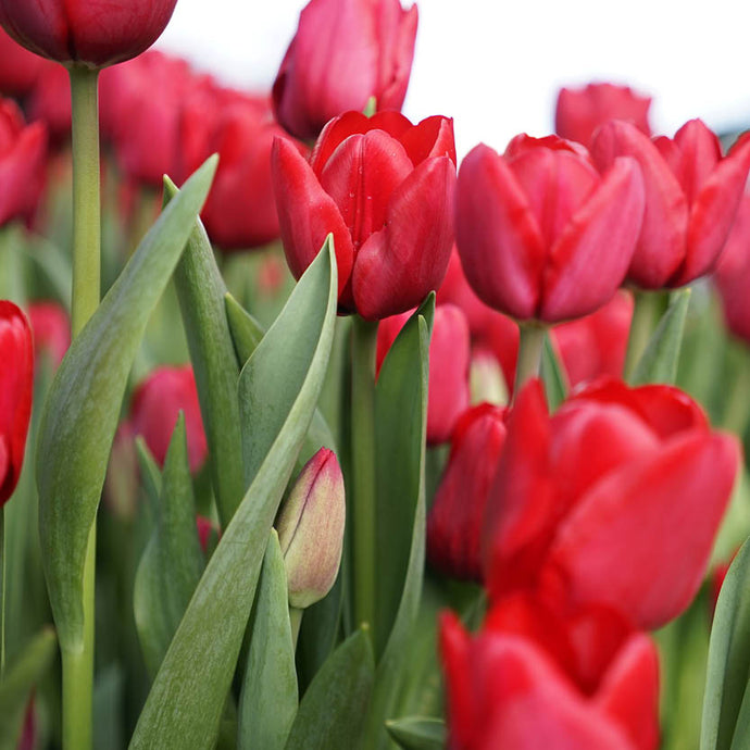 Tulipa Ile de France - Königliche Gartenakademie