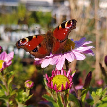 Lade das Bild in den Galerie-Viewer, Sa. 21.10.2023 10.00 - 13.00 WORKSHOP - Der Bienen- und Insektenfreundlichen Garten und was ich dafür tun muss
